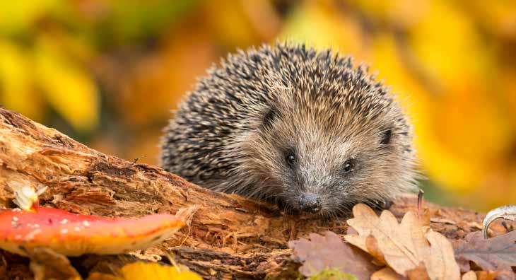 Igel ruht auf einem Baumstamm umgeben von Herbstlaub und Pilzen